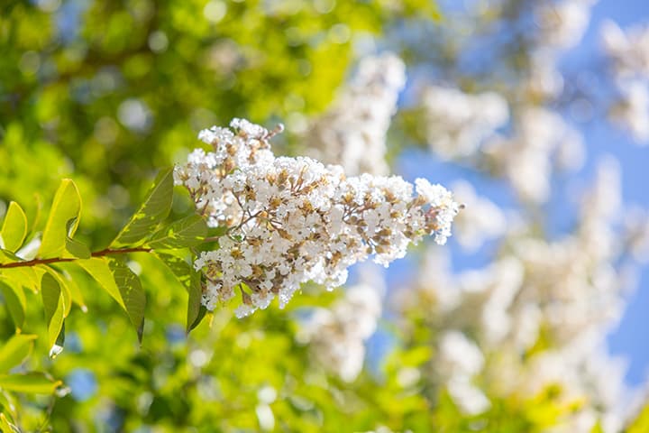 About Courses | Summer Session